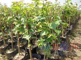 三角梅_三角梅價格_三角梅廠家-勤加緣網【廣東省華美霖園林實業】