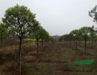 江西廣茂實(shí)業(yè)大量供應(yīng)樹(shù)形好的桂花紫薇櫻花_江西廣茂實(shí)業(yè)大量供應(yīng)樹(shù)形好的桂花紫薇櫻花供應(yīng)_江西南昌廣茂實(shí)業(yè)_中國(guó)園林網(wǎng)