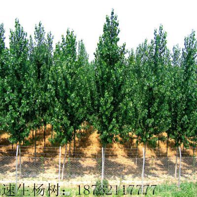 各種規格綠化苗木_綠色蔬菜_蘋果_冬棗&ndash;【兆君實業】