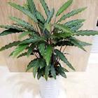 植物租賃_植物租賃供貨商_供應植物租賃-上?；ɑ茏赓U報價-浦東花卉租賃聯系電話_植物租賃價格_上?？弟皥@林(晨蘇實業)