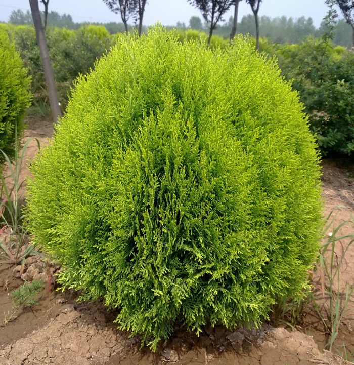 _河南灑金柏_河南開元園林生態(tài)實(shí)業(yè)