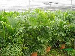 散尾葵供應與園林綠化——廣東華美霖園林實業的專業服務